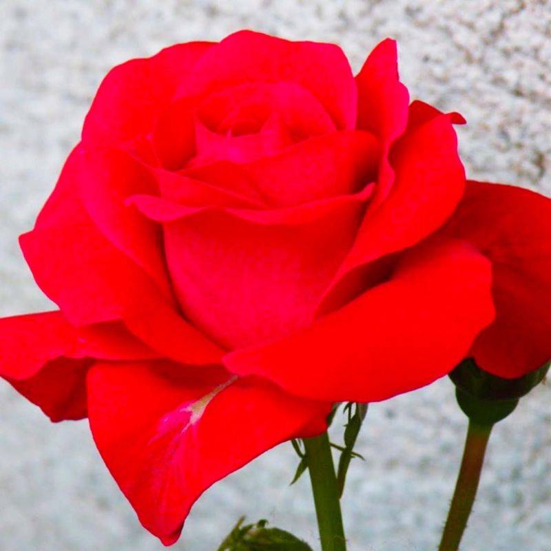 Rosier 'Lili Marlène' - Conteneur 3L - Pépinières Naudet - Image 1
