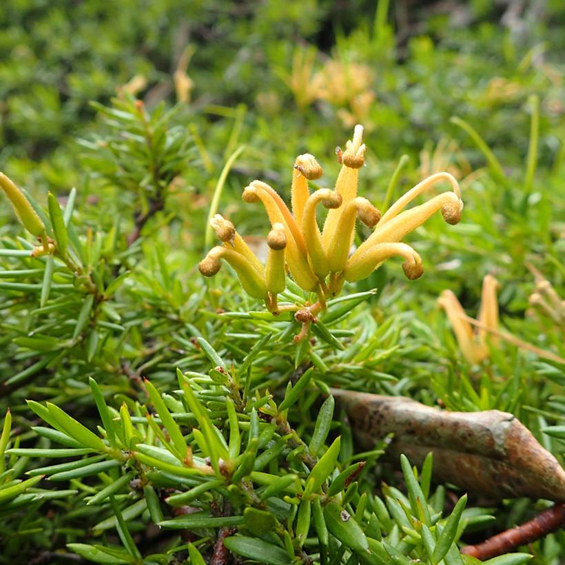 Promesse de Fleurs - Grevillea prostrata Aurea Pot de 2L/3L