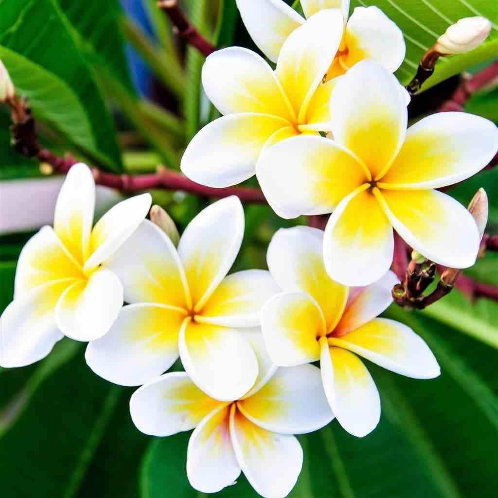 Sans Marque - Plumeria rubra blanc à coeur jaune (frangipanier) Couleur floraison:Blanc - Taille:Pot de 65L - 130/150cm - Image 2