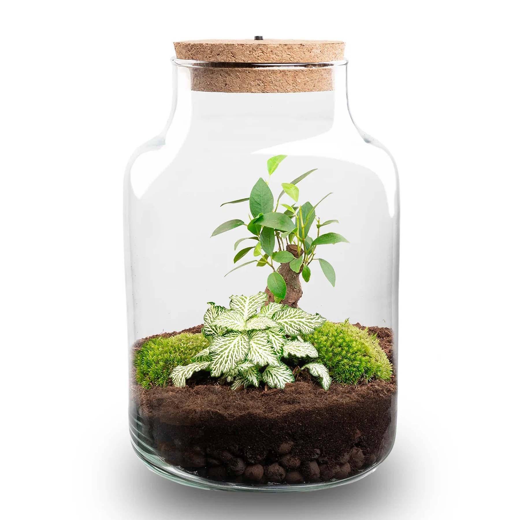 Planten Terrarium - H25cm - Image 3