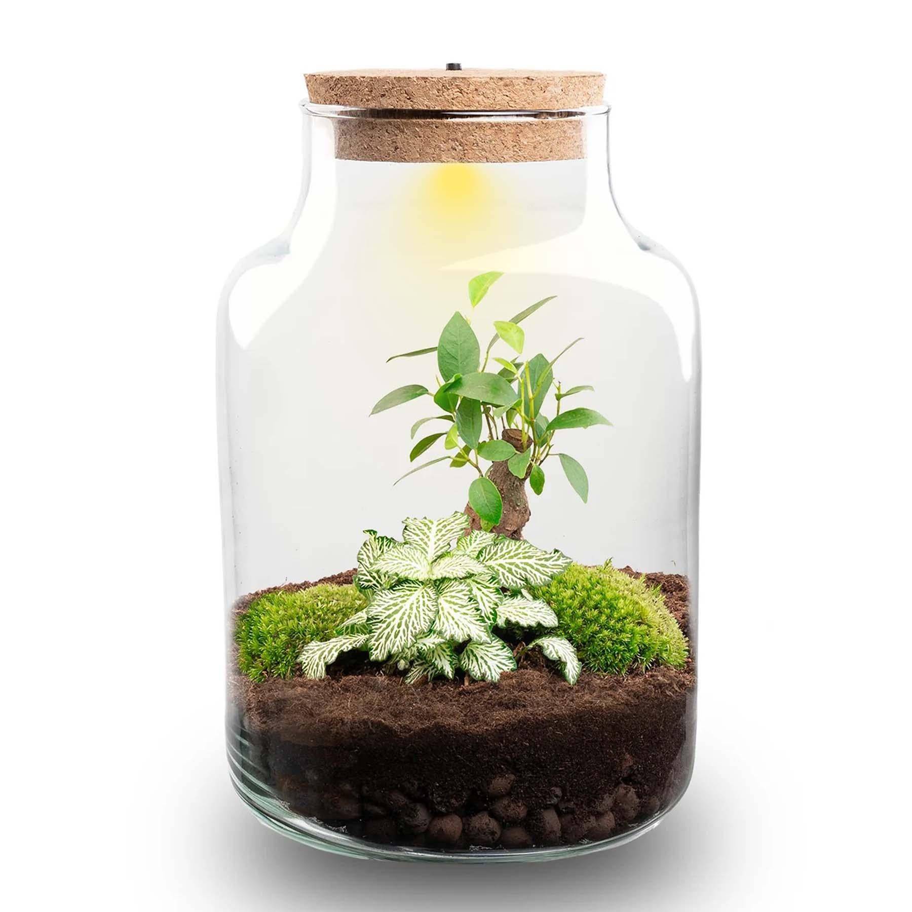 Planten Terrarium - H25cm - Image 1