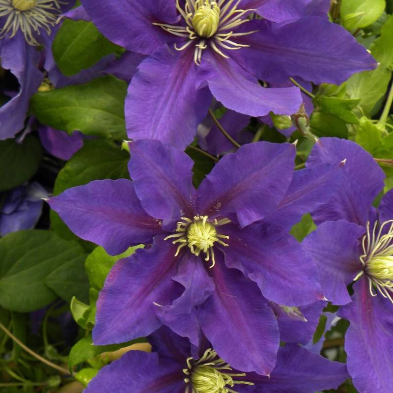 Clématite Chevalier™ 'Evipo040' à fleurs Bleue - feuillage Caduc - Pot de 3L - Echelle bambou 60/120 cm-  hauteur à maturité De 1,50 m à 2,00 m - Image 5