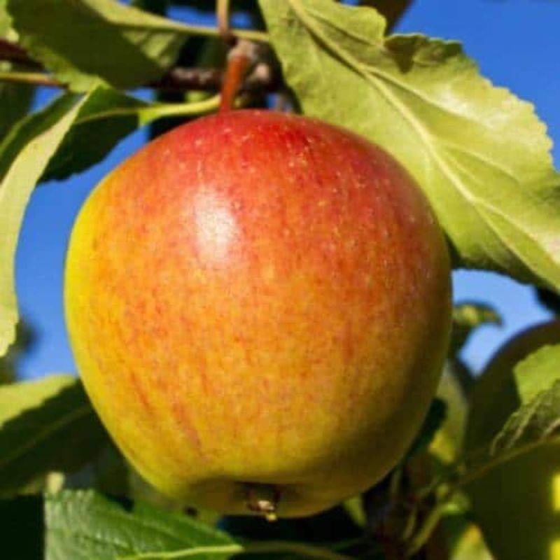 Pommier 'Cox Orange Pippin' (Malus domestica 'Cox Orange Pippin') - Scion de 80 à 100cm - Pépinières Naudet - Image 1