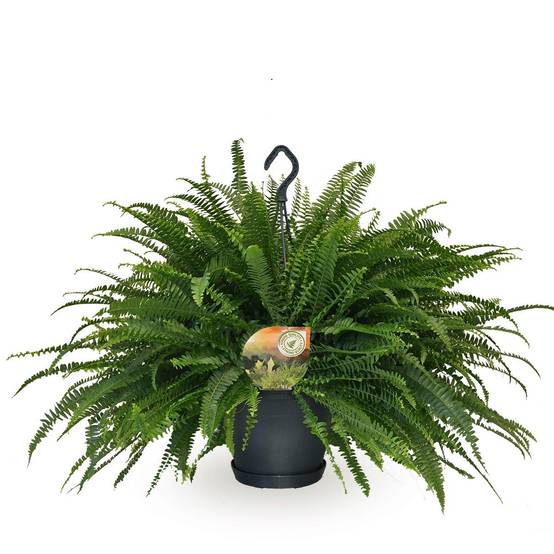 Nephrolepis Vert Lady - D20 H60cm