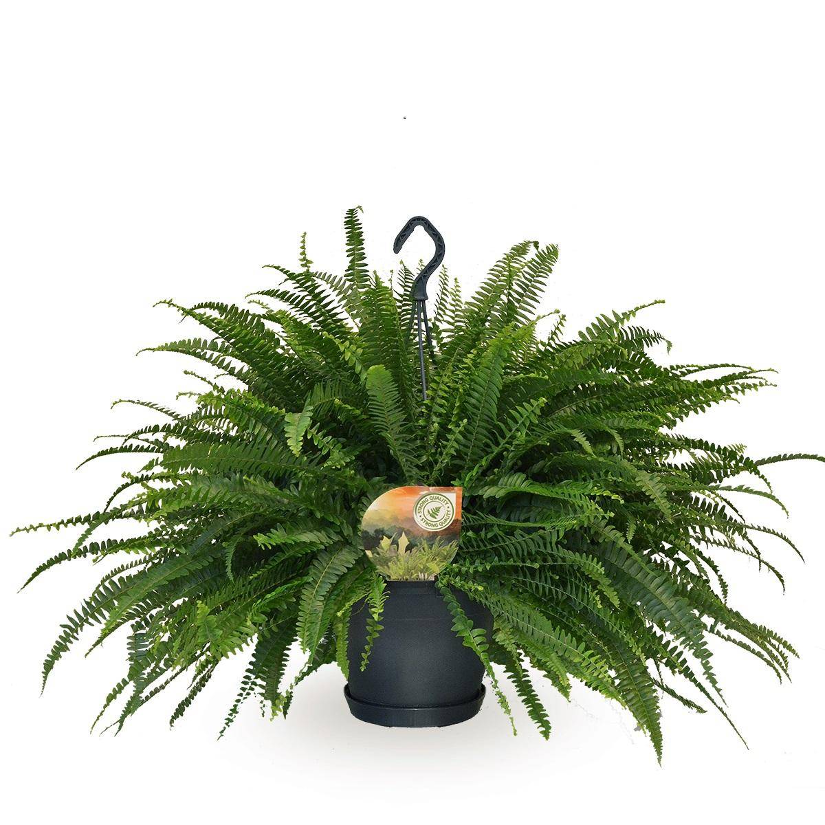 Nephrolepis Vert Lady - D20 H60cm