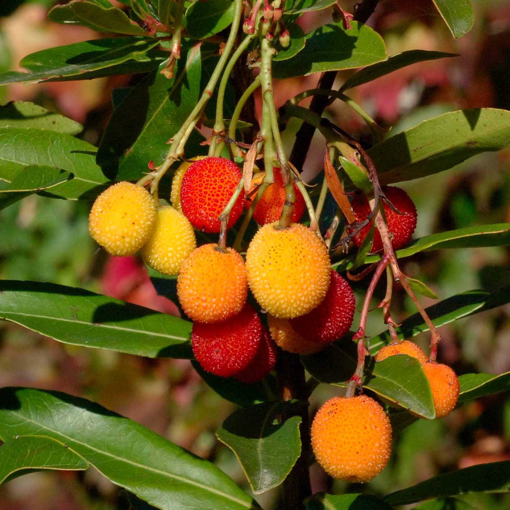 Promesse de Fleurs - Arbutus unedo Roselily - Arbousier Pot de 3L/4L