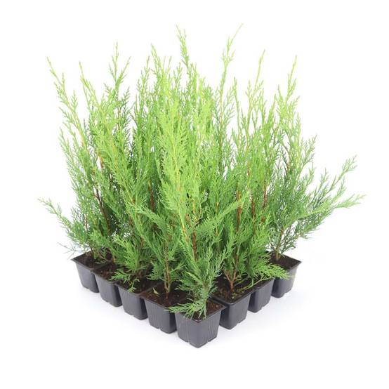 Haie de Cyprès De Leyland (Cupressocyparis Leylandii) - 20 arbustes - - Pépinières Naudet - Image 3