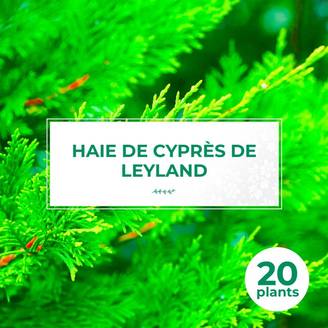 Haie de Cyprès De Leyland (Cupressocyparis Leylandii) - 20 arbustes - - Pépinières Naudet