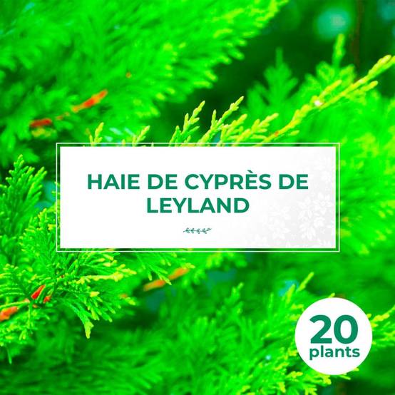 Haie de Cyprès De Leyland (Cupressocyparis Leylandii) - 20 arbustes - - Pépinières Naudet - Image 1