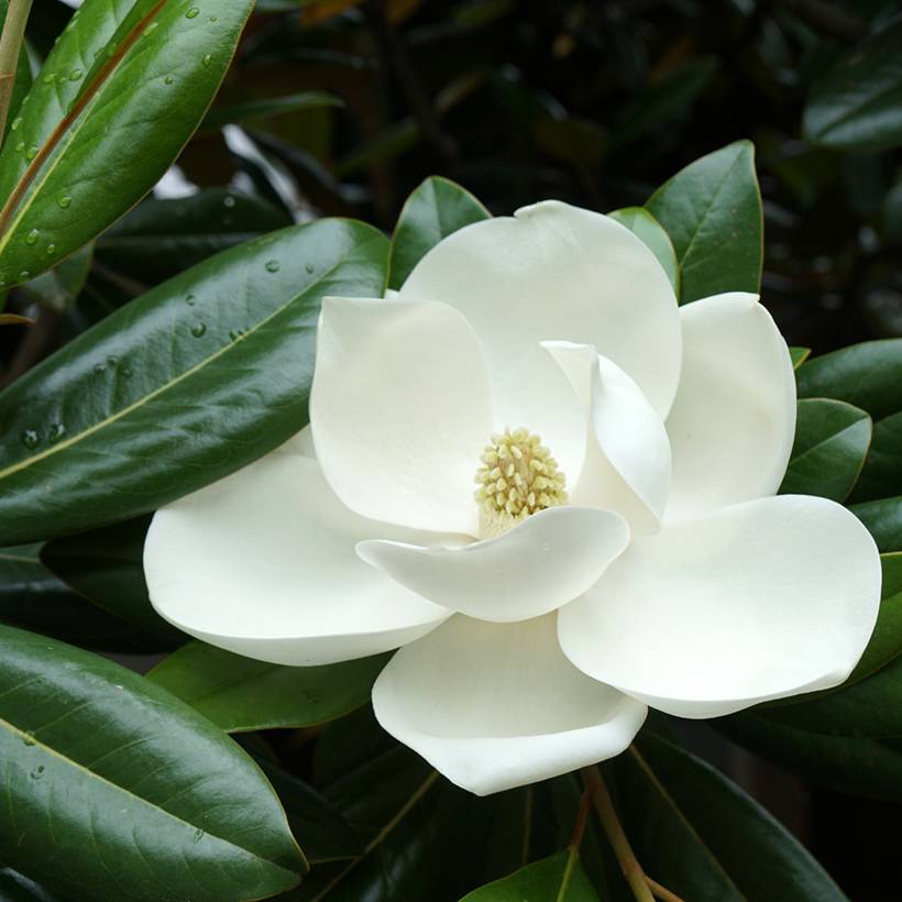 Promesse de Fleurs - Magnolia grandiflora Victoria - Laurier-tulipier Godet de 8/9 cm