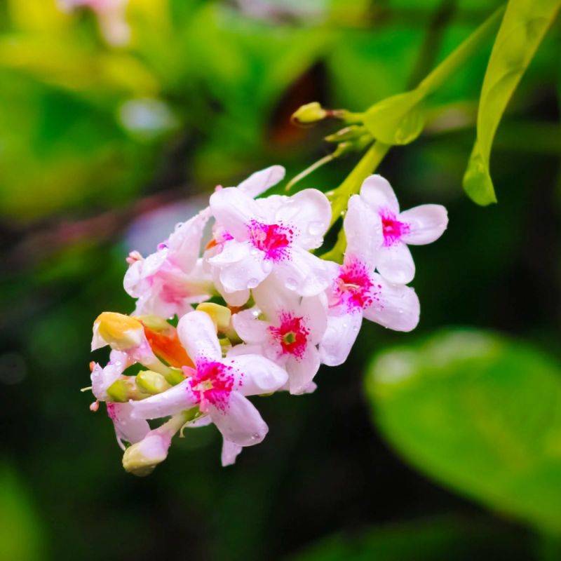 Troène de Chine (Ligustrum sinense) - Godet - Taille 15/30cm - Pépinières Naudet - Image 2