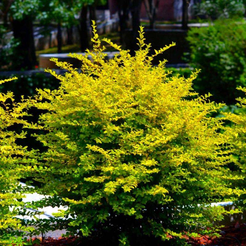 Troène de Chine (Ligustrum sinense) - Godet - Taille 15/30cm - Pépinières Naudet - Image 1
