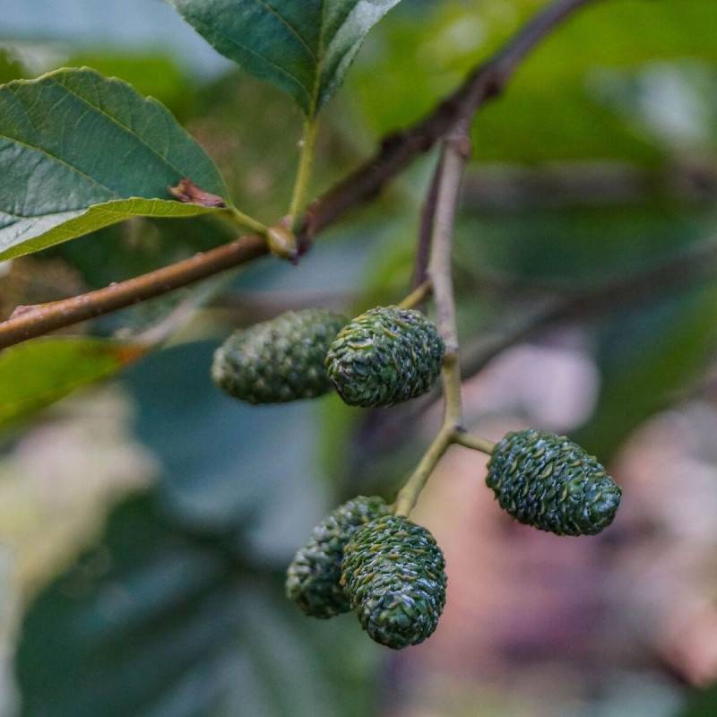 Aulne glutineux Imperialis, Alnus - Pot de 10L - 120/150 cm - Image 1