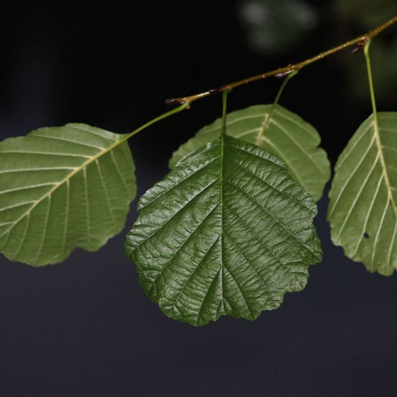 Aulne glutineux Imperialis, Alnus - Pot de 10L - 120/150 cm - Image 6