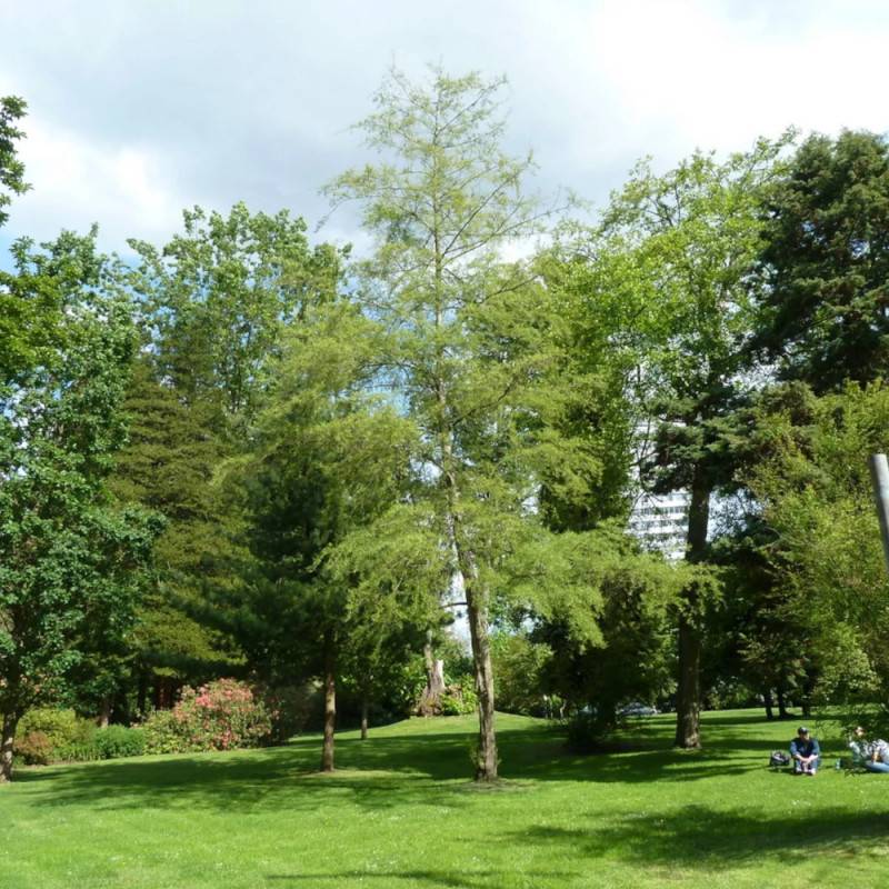 Aulne glutineux Imperialis, Alnus - Pot de 10L - 120/150 cm - Image 9