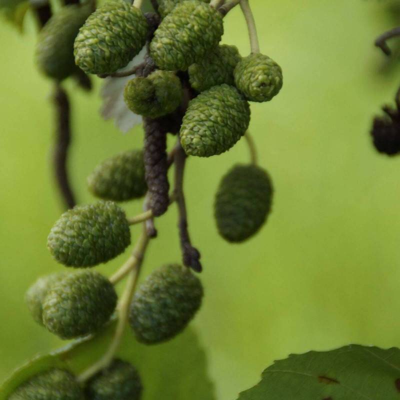 Aulne glutineux Imperialis, Alnus - Pot de 10L - 120/150 cm - Image 10