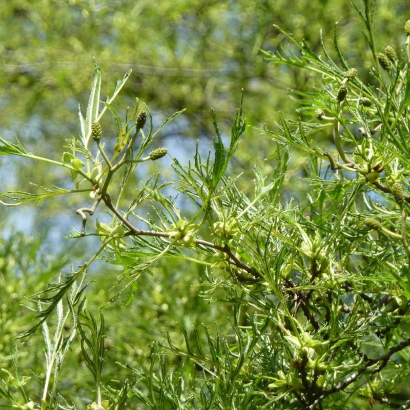 Aulne glutineux Imperialis, Alnus - Pot de 10L - 120/150 cm - Image 8