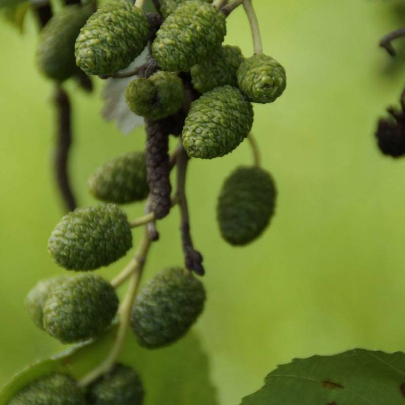 Aulne glutineux Imperialis, Alnus - Pot de 10L - 120/150 cm - Image 7