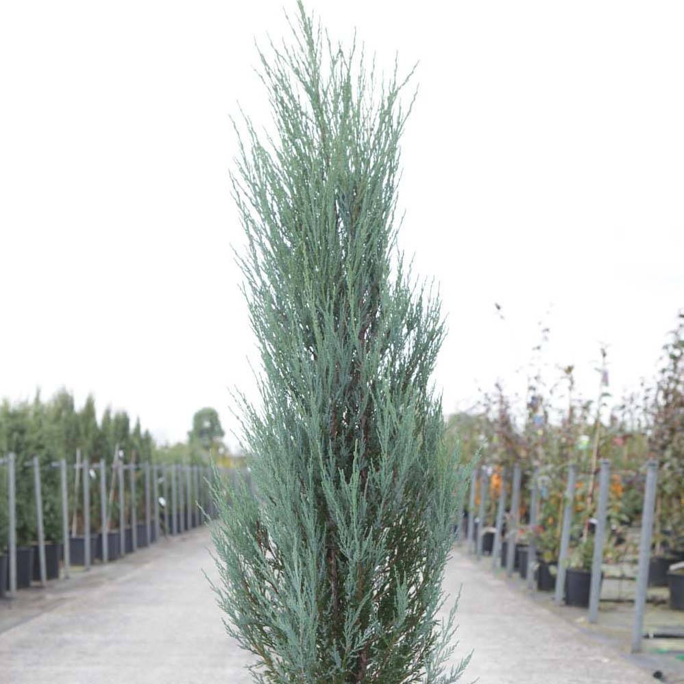 Genévrier de Virginie -Juniperus scopulorum Blue Arrow Pot de 6L/7L - Image 1