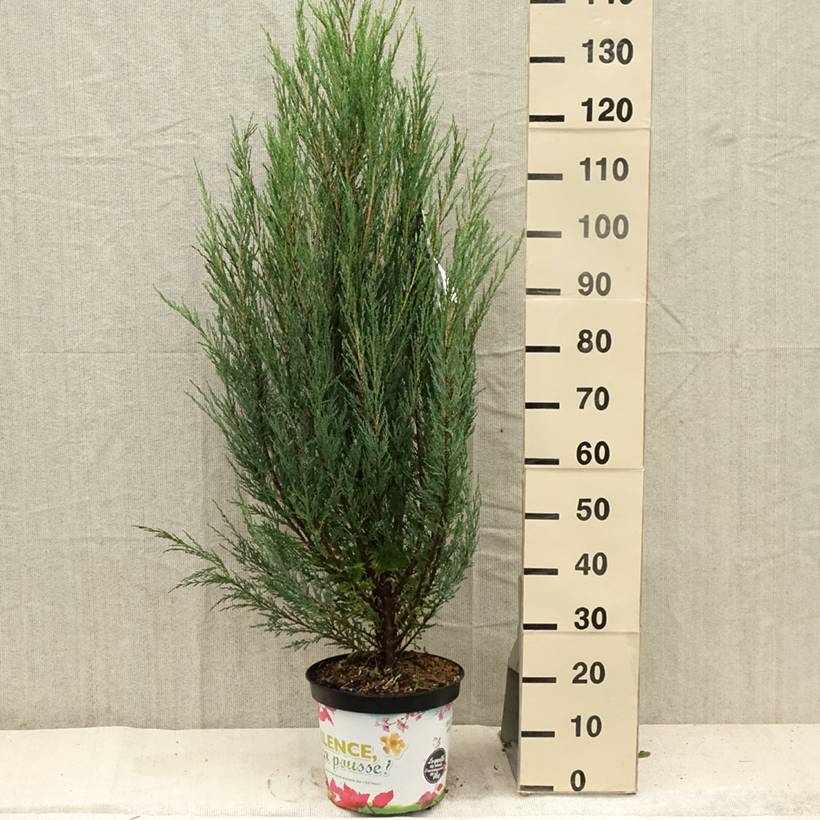 Genévrier de Virginie -Juniperus scopulorum Blue Arrow Pot de 6L/7L - Image 2