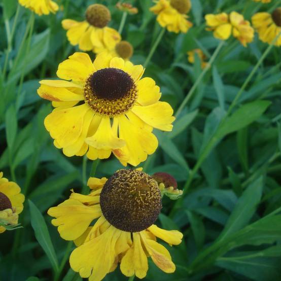 Promesse de Fleurs - Helenium El Dorado - Hélénie Godet de 8/9 cm