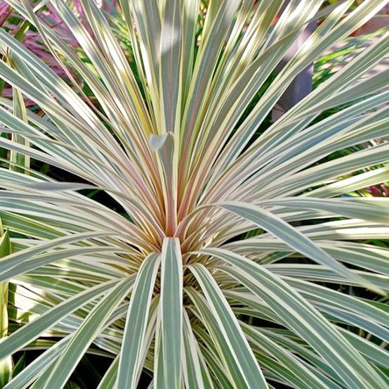 Cordyline australis Pink Champagne Pot de 3L/4L - Image 1