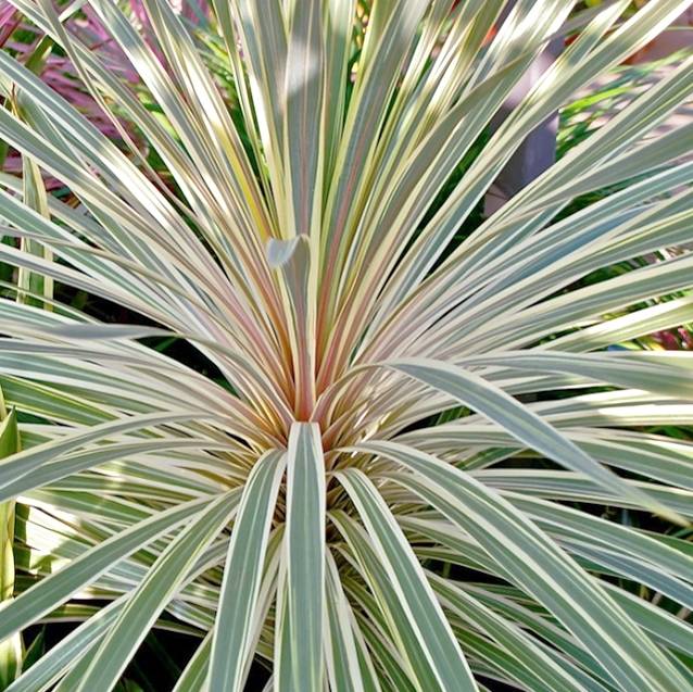 Cordyline australis Pink Champagne Pot de 3L/4L - Image 1
