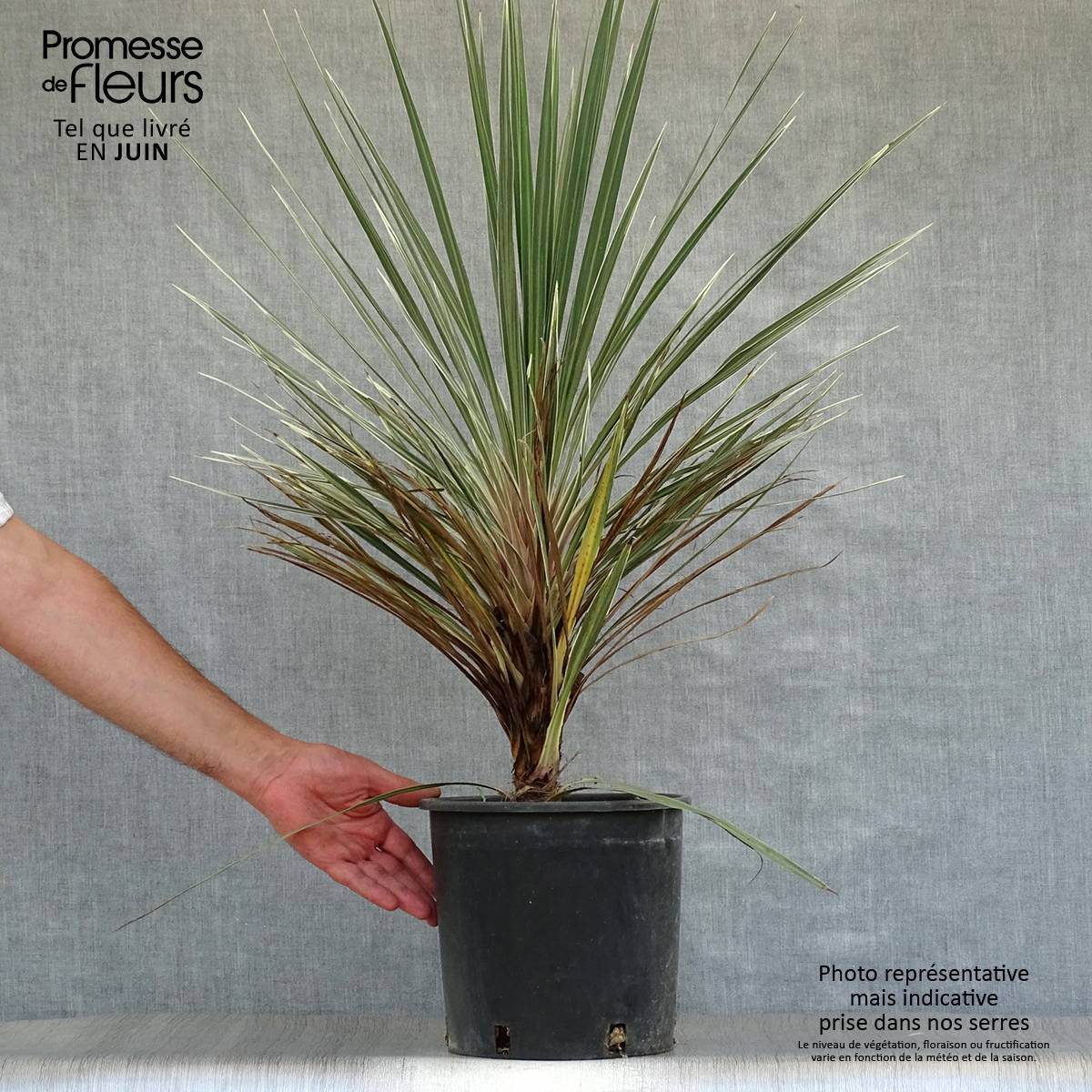 Cordyline australis Pink Champagne Pot de 3L/4L - Image 2
