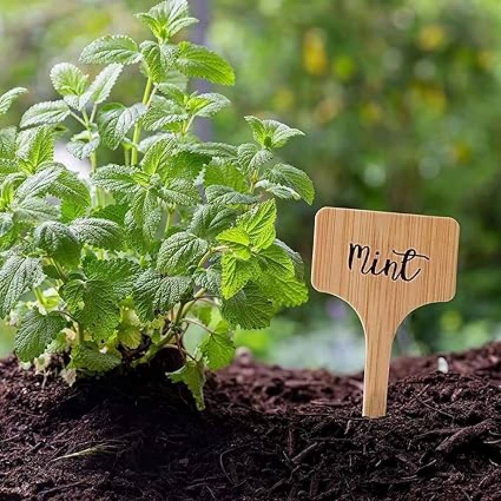 DtopbuyAge - 30 Pièces Étiquettes En Bois Pour Plantes Jardinage DtopbuyAge - Image 1