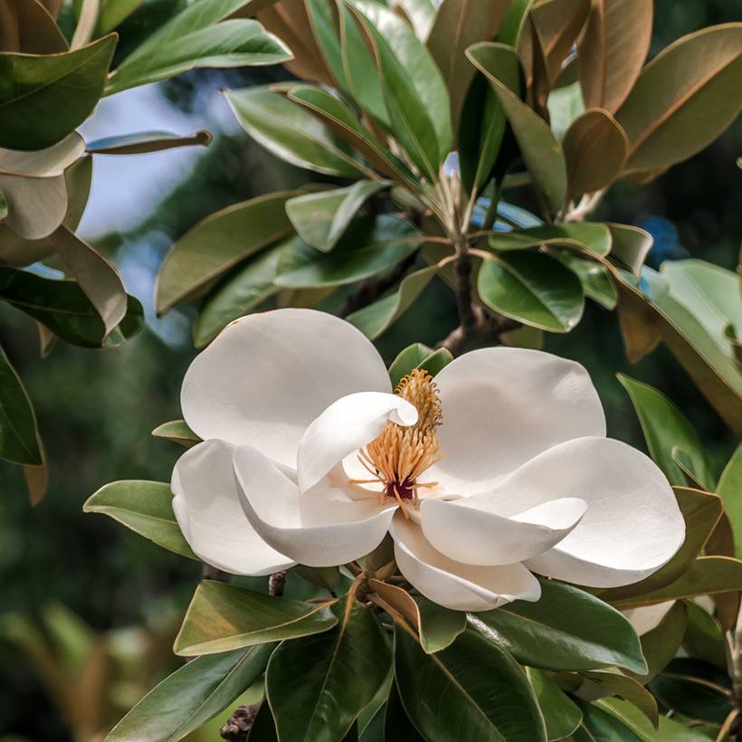 Promesse de Fleurs - Magnolia grandiflora Mont blanc - Laurier-tulipier Pot de 10 cm/11cm - Image 1