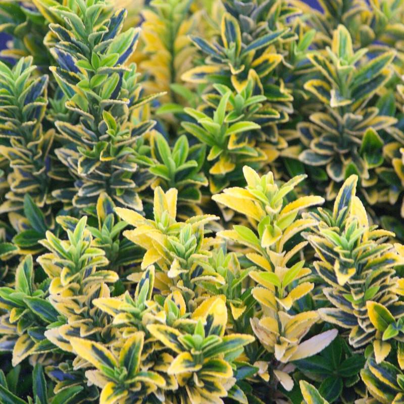 Fusain du Japon Microphyllus Albovariegatus, Euonymus - Pot de 3L - 20/40 cm - Image 1