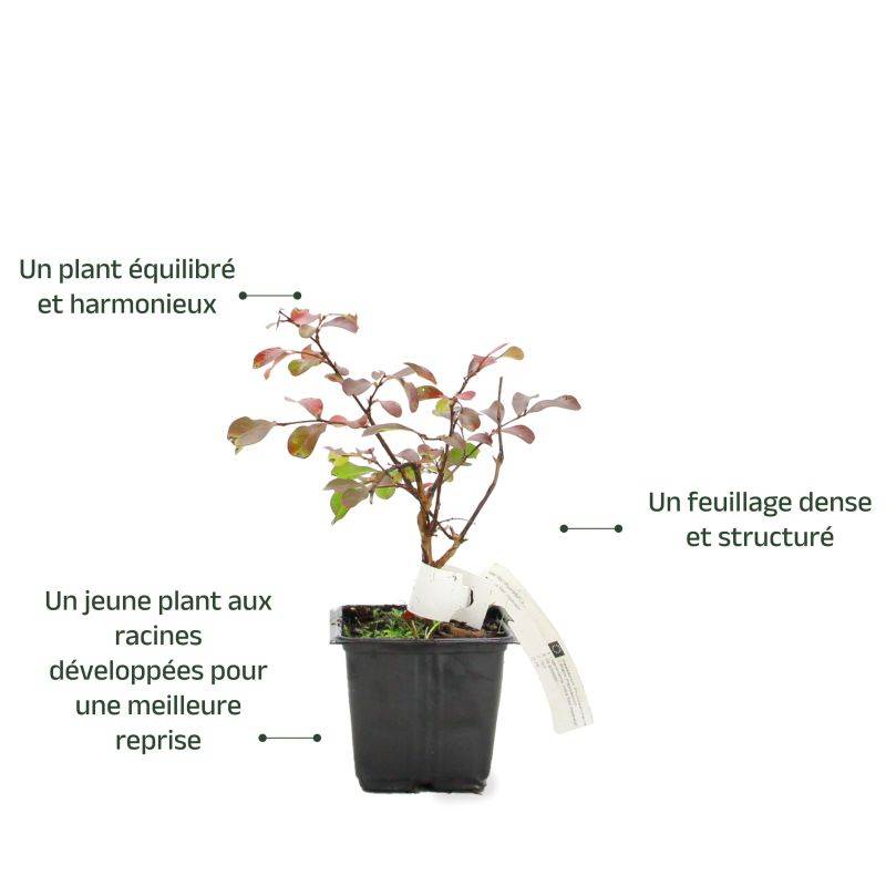 Lilas des Indes 'Petite Orchidée' (Lagerstroemia Indica) - Godet 9cm - Pépinières Naudet - Image 3
