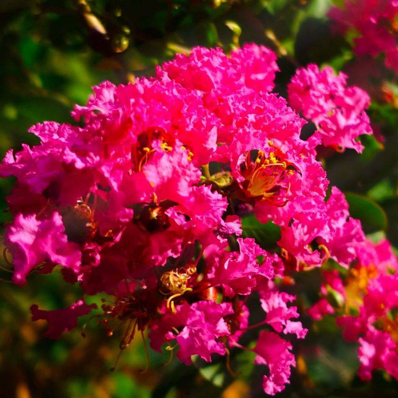 Lilas des Indes 'Petite Orchidée' (Lagerstroemia Indica) - Godet 9cm - Pépinières Naudet - Image 1