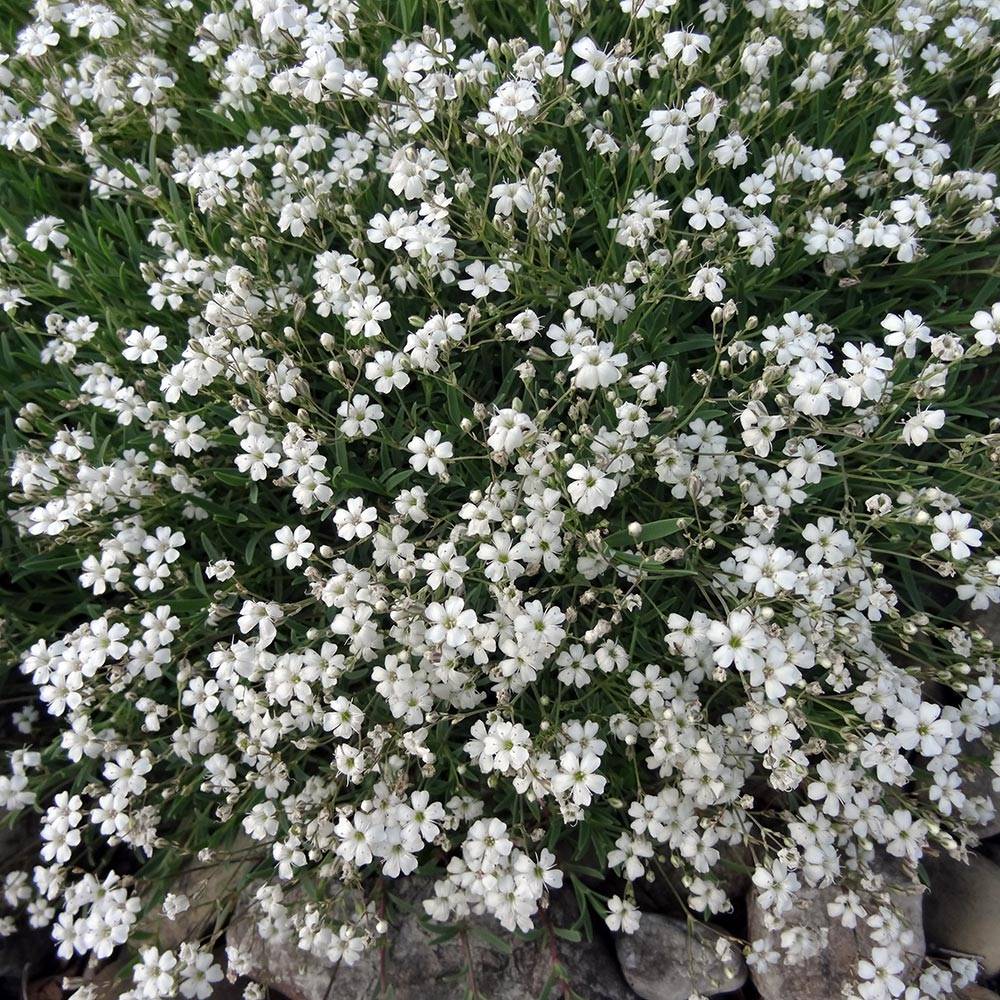 Promesse de Fleurs - Gypsophile rampant - Gypsophila repens White Angel Godet de 8/9 cm