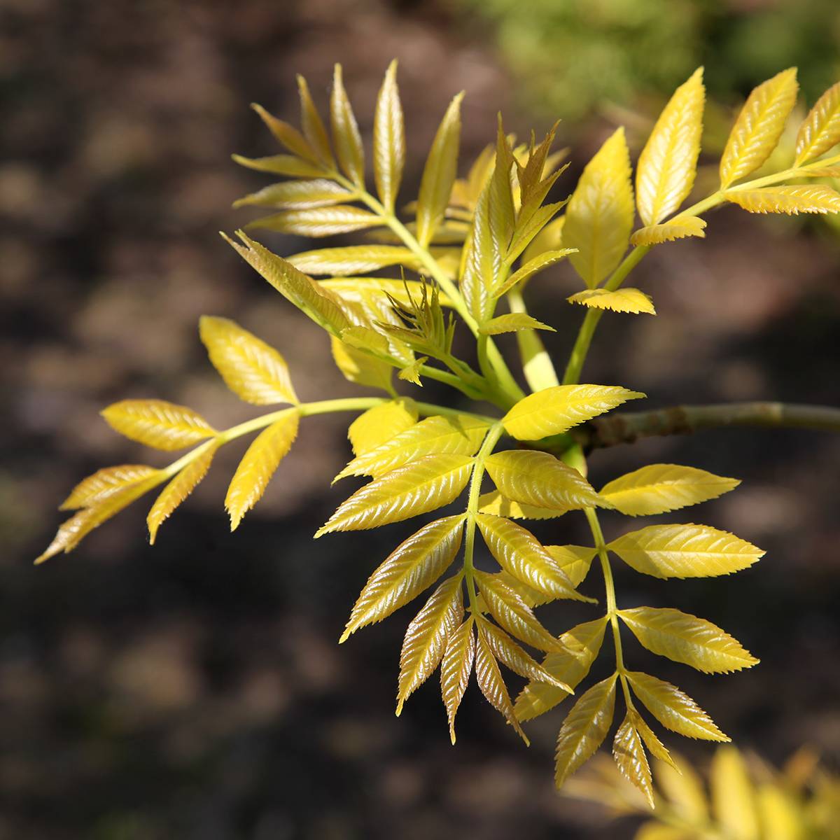 Fraxinus excelsior Foliis Aureis - Frêne commun doré Pot de 12L/15L, Tige