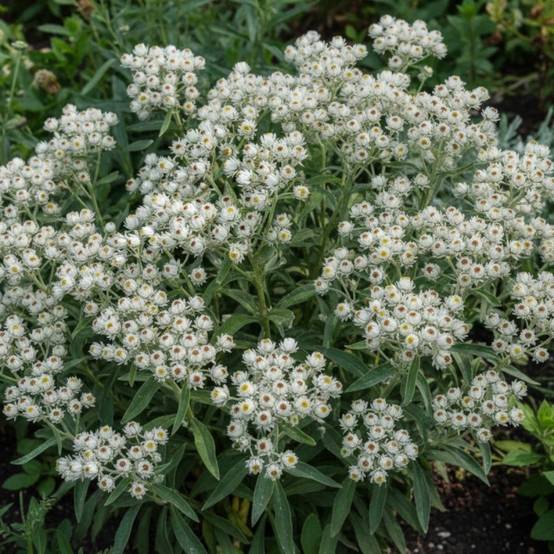 Immortelle de l'Himalaya à fleurs Blanche/ - feuillage Semi-Persistant - Lot de 5 godets - Image 1