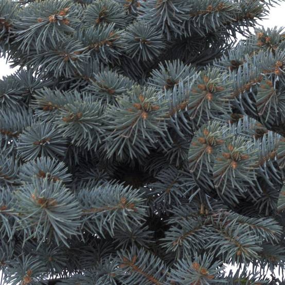 Épicéa bleu Glauca Globosa, Picea pungens - Pot de 5L - 40/60 cm - Image 2