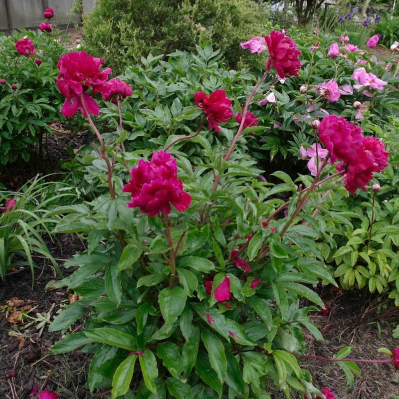 Pivoine herbacée Chippewa à fleurs Rouge/ - feuillage Caduc - Pot de 2L - 10/20 cm - Image 7