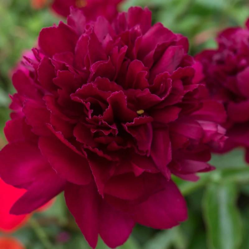 Pivoine herbacée Chippewa à fleurs Rouge/ - feuillage Caduc - Pot de 2L - 10/20 cm - Image 8