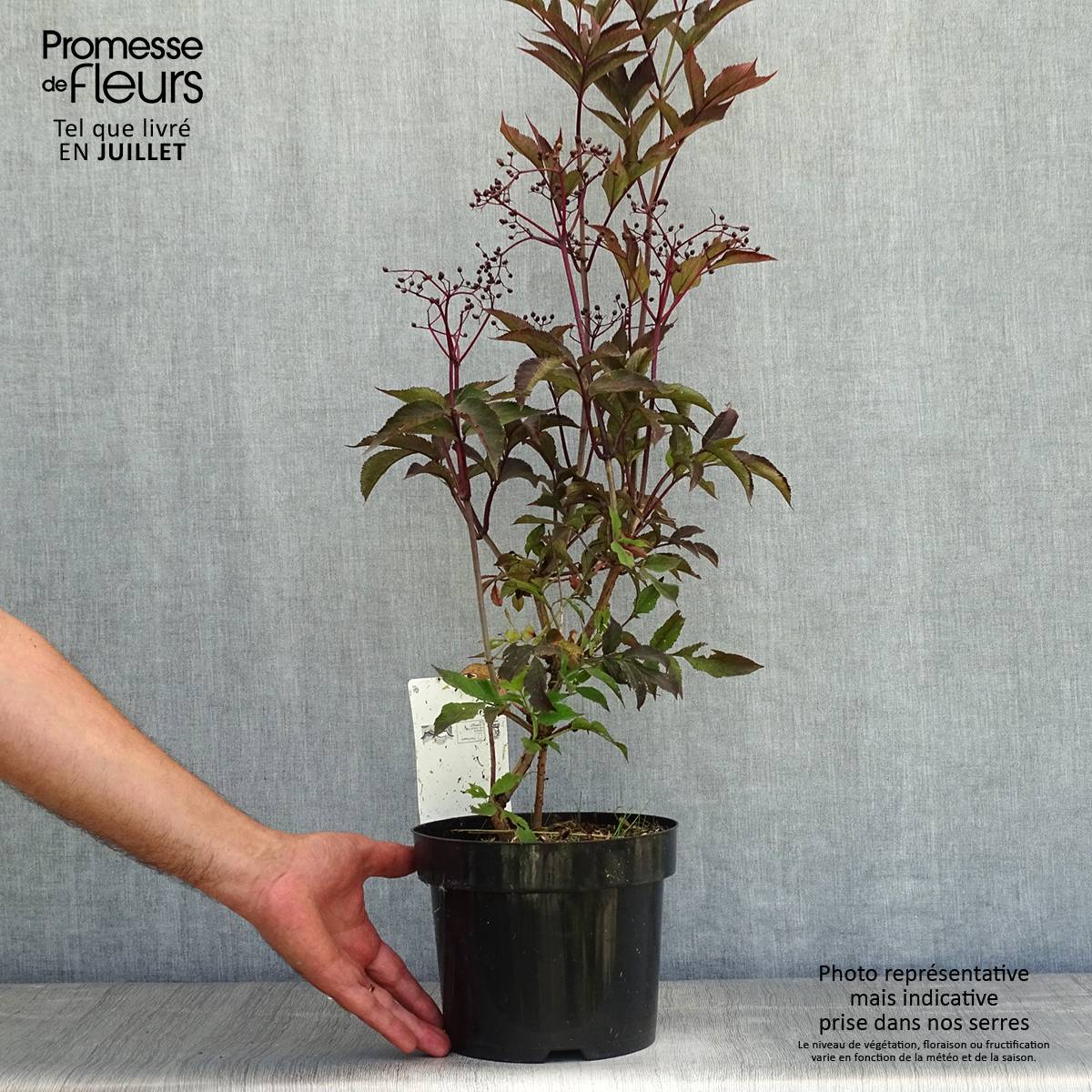 Sureau noir - Sambucus nigra Black Beauty (Gerda) Pot de 2L/3L - Image 2
