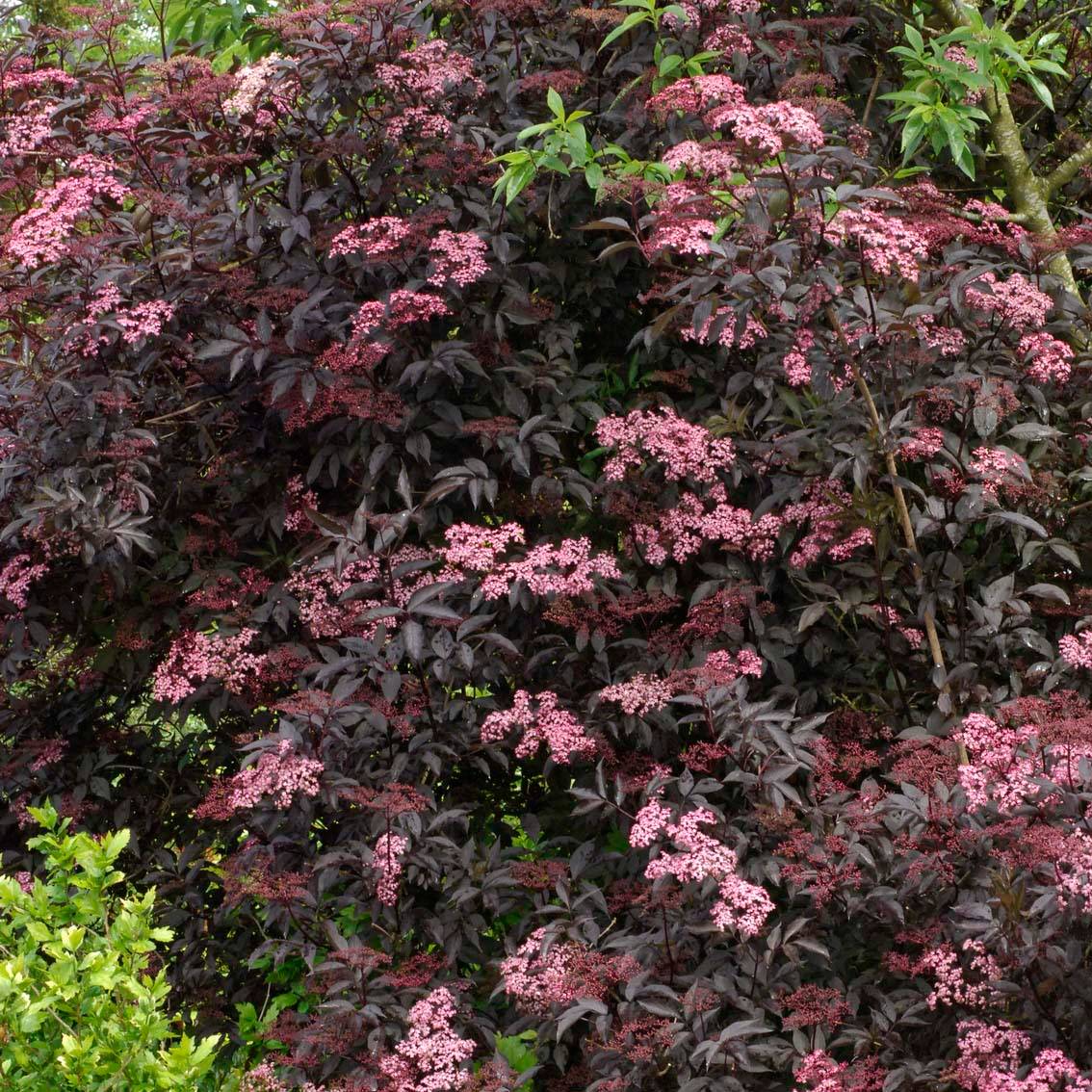 Sureau noir - Sambucus nigra Black Beauty (Gerda) Pot de 2L/3L - Image 1