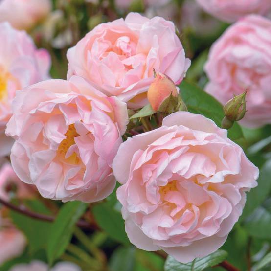 Promesse de Fleurs - Rosier David Austin The Lady of the Lake Pot de 4L/5L