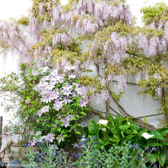 Duo Douceur - Clématite Nelly Moser et Glycine de Chine rose - Collection de 2 plantes