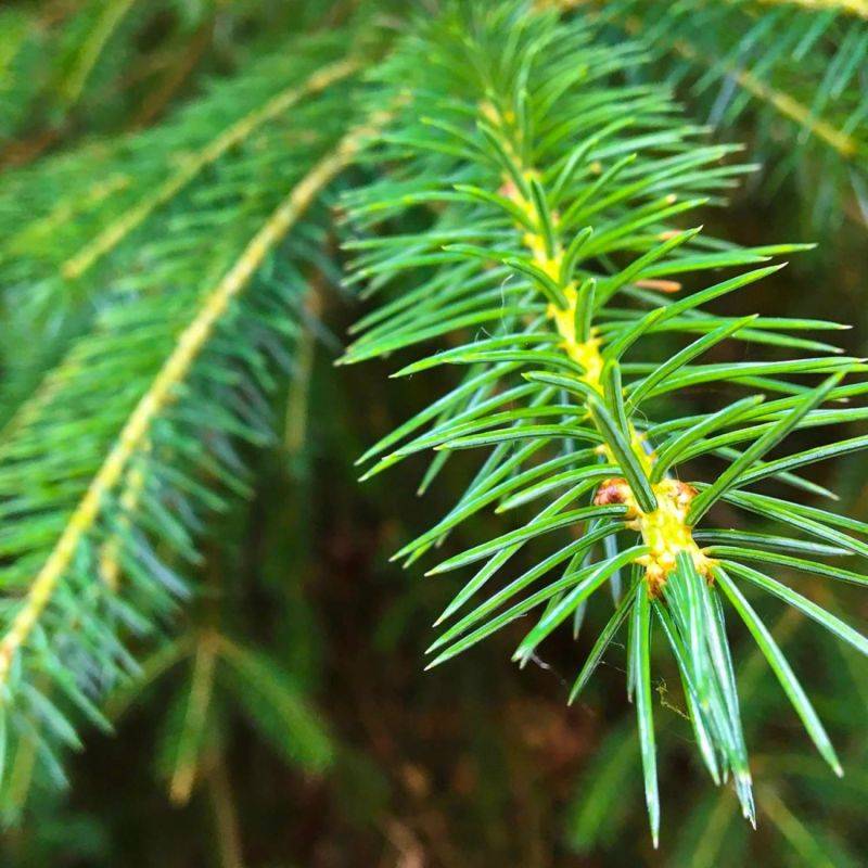 Sapin de Nordmann (Abies nordmanniana) - Godet - Taille 13/25cm - Pépinières Naudet - Image 2