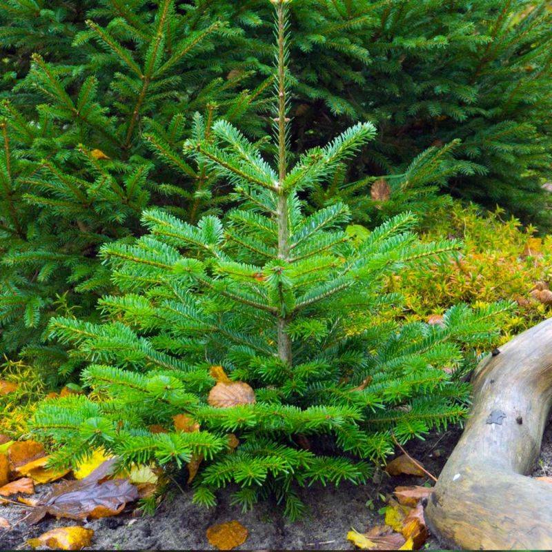Sapin de Nordmann (Abies nordmanniana) - Godet - Taille 13/25cm - Pépinières Naudet