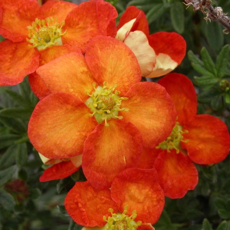 Potentille arbustive Red Joker, Potentilla à fleurs Rouge - feuillage Caduc - Pot de 3L - 40/60 cm-  hauteur à maturité De 1,00 m à 1,50 m
