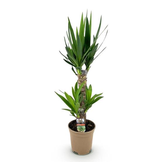 Yucca Elephantipes - D17 H75cm - Image 4
