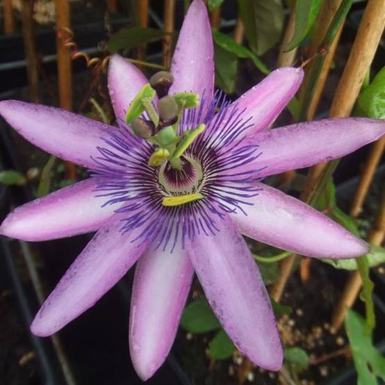 Passiflore x Lavender Lady - Fleur de la Passion Pot de 2L/3L, Livré en hauteur 50/60cm