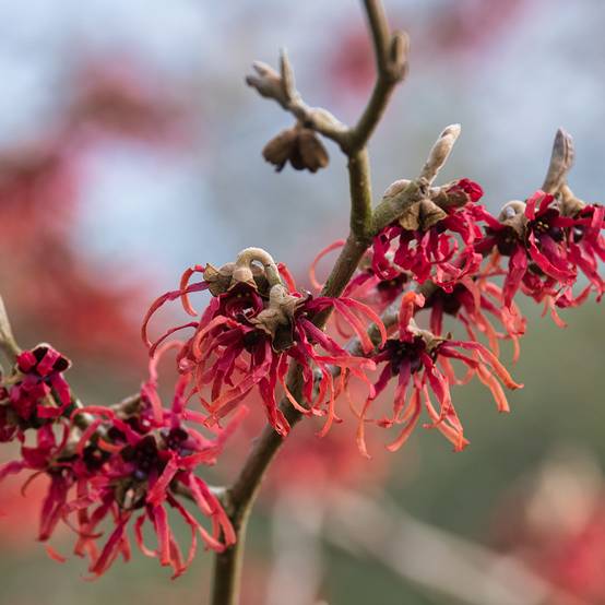 Promesse de Fleurs - Hamamelis intermedia Ruby Glow - Noisetier de sorcière Pot de 4L/5L - Image 1