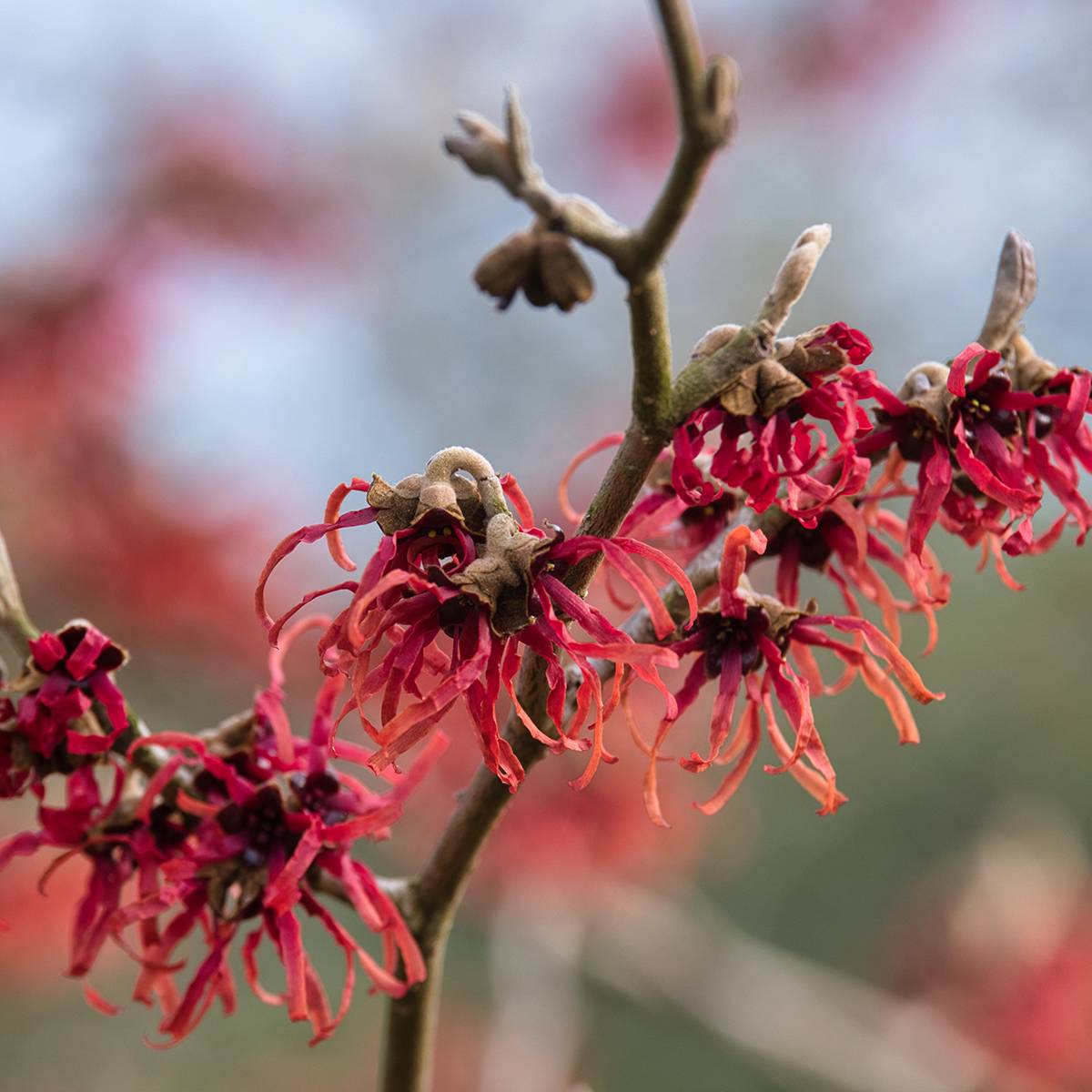 Promesse de Fleurs - Hamamelis intermedia Ruby Glow - Noisetier de sorcière Pot de 4L/5L